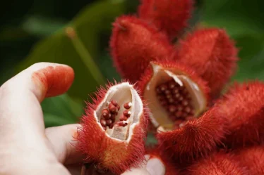 Tipos de corantes naturais: os mais usados