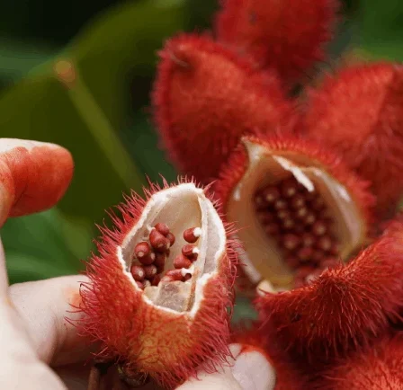 Tipos de corantes naturais: os mais usados